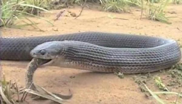 毒蛇|他是蛇却比毒蛇还要毒, 而且他天生就以毒蛇为食