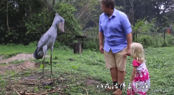 鸟中“哈士奇”爆红网络，世界上最大头的鸟，网友：这是真高手