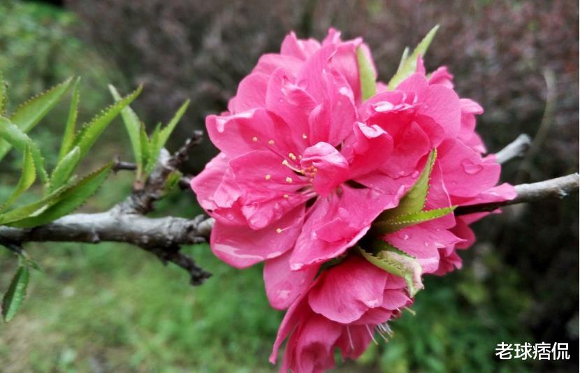 「桃花朵朵开」能够买彩票中大奖、实现偏财爆发的三大生肖