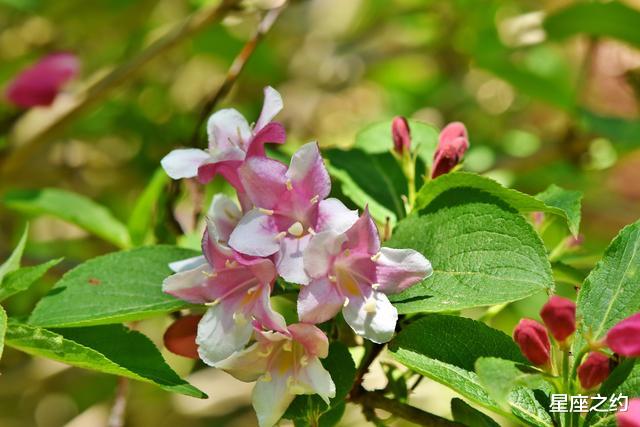 天蝎座@在5月份,为爱执着,付出真心,不离不弃三大星座