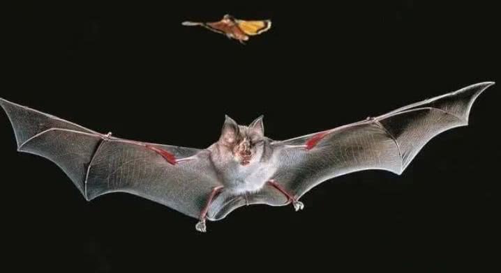 科学家▲新冠病毒到底是从哪里来的？为何能在人类流行？科学得结论