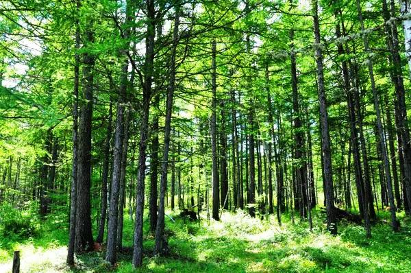 阿尔山▲中国北方\藏着\一个“瑞士”，去一次相当于环游一次欧洲！