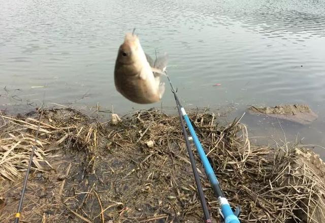 林徽因|盯紧你的浮漂！冬天野钓别等黑漂，小信号也能中鱼---皇禾渔具