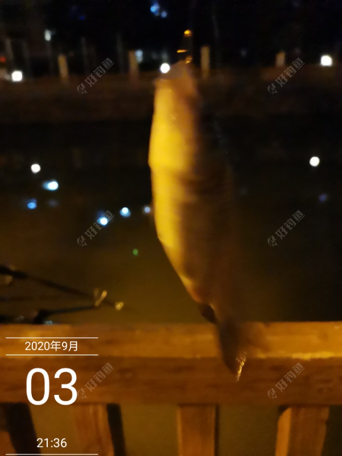 鲫鱼|夜钓闲话长短竿 满水钓近胜钓远