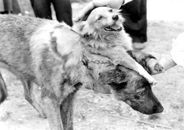 工人■世界首例活人“换头”手术，志愿者是俄罗斯程序员，结果如何？