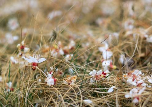 抗癌|著名歌手抗癌8年，无奈放弃治疗等待死亡，令人痛心！