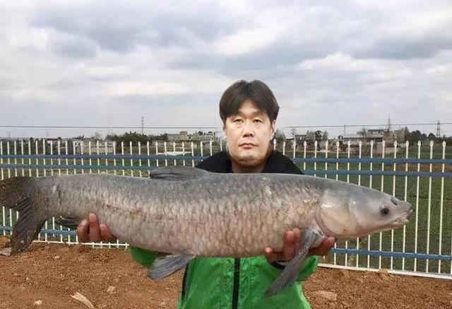 山东鲁能|鲁能大鱼布莱勒