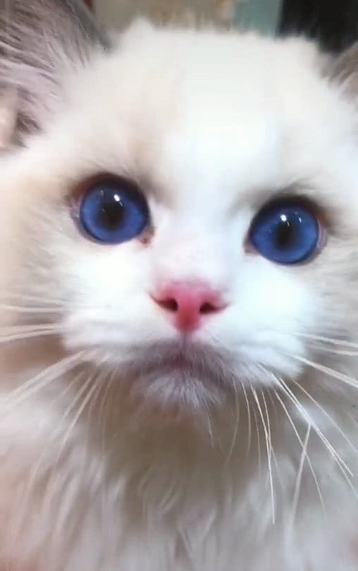 因一双“海洋眼睛”爆红，简直萌翻，猫咪让人心动