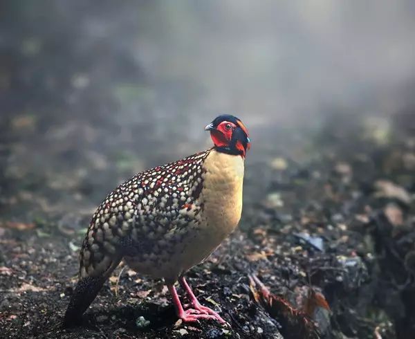 金华发布|国庆涨见识！浙江12种重点珍稀濒危野生动物，你见过几种？快来看看→