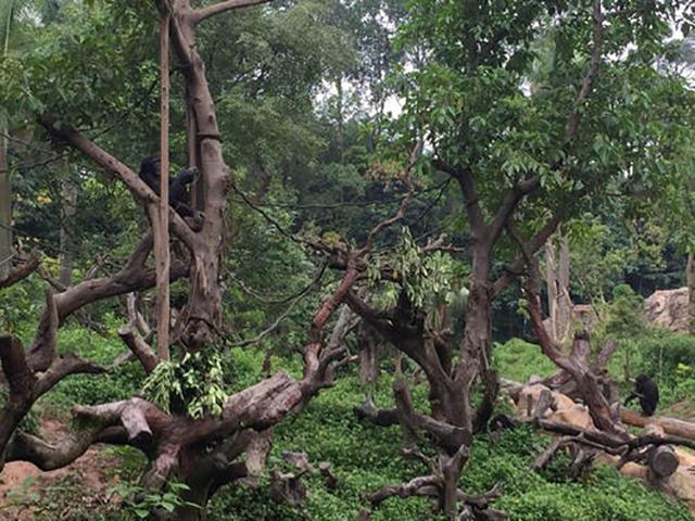 『食人树』非洲\采花大树\：树也好色？传闻只吃女性，对男性毫无兴趣