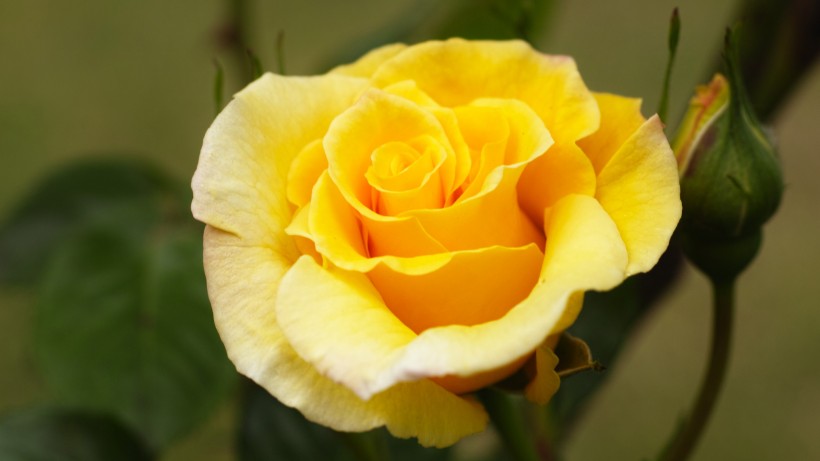 「生肖」6月中旬开始大财躲不掉，事业蒸蒸日上，苦日子熬到头的四大生肖