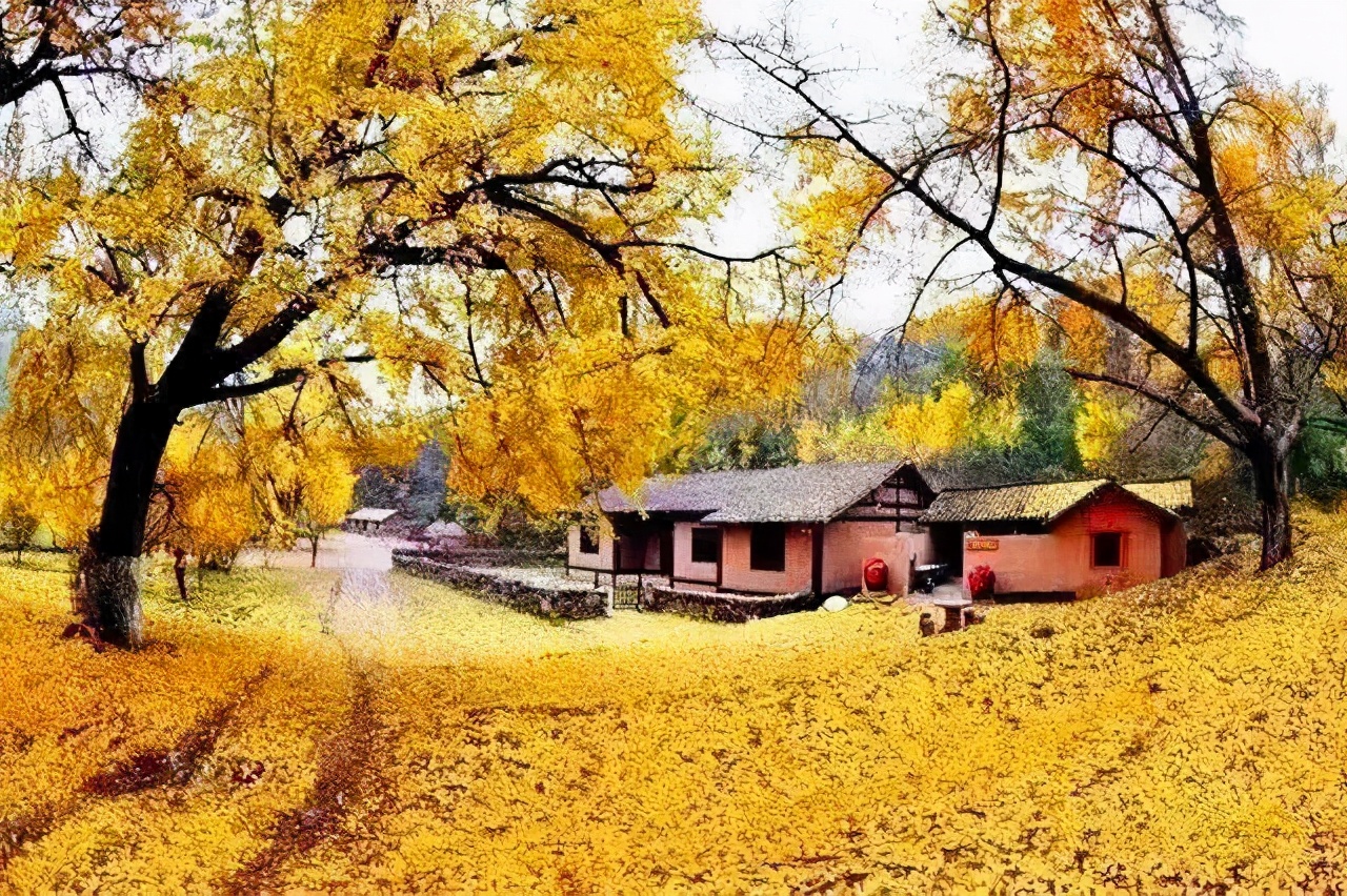 银杏树|全国银杏观赏地图，挑上一个地方去观赏银杏，也不枉过这个秋天