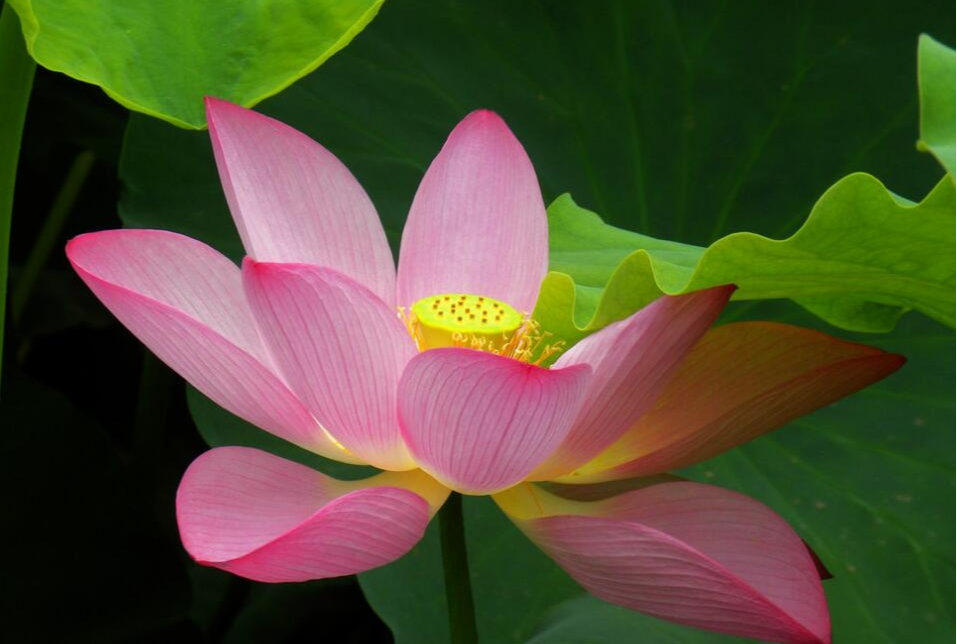 生肖|三属相未来10天,从未有此好运,横财一大把,万事不求人