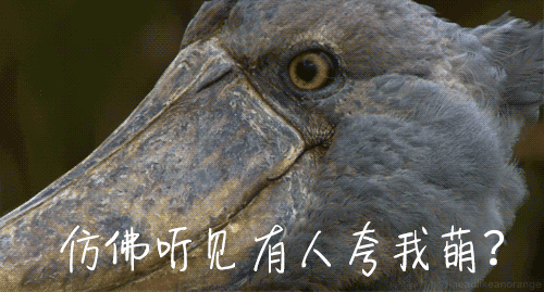 鸟中“哈士奇”爆红网络，世界上最大头的鸟，网友：这是真高手