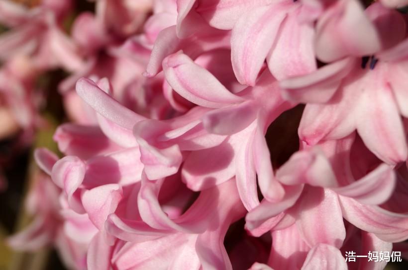 「狮子座」机缘来，6月下旬，3生肖迎来巅峰，不缺贵人，不缺钱