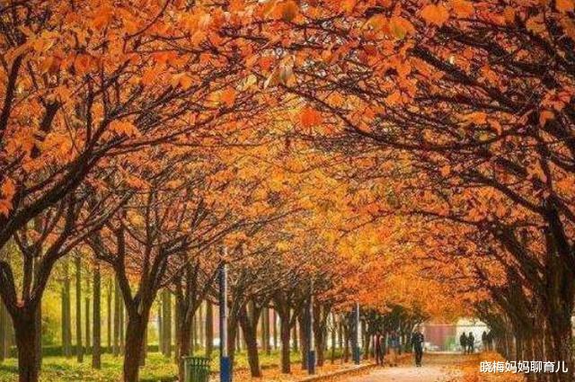 高校|女儿被985大学录取，亲戚却嘲笑上的是三本大学，网友：太无知了