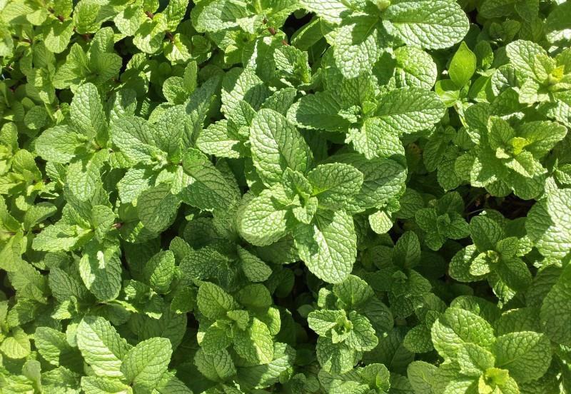 处女座|七天后，十里桃花，真爱将至，旧情不散，与旧爱再相聚的四大星座