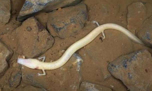 |全球最懒生物长得像龙,十二年才交配一次,可以保持七年静止不动