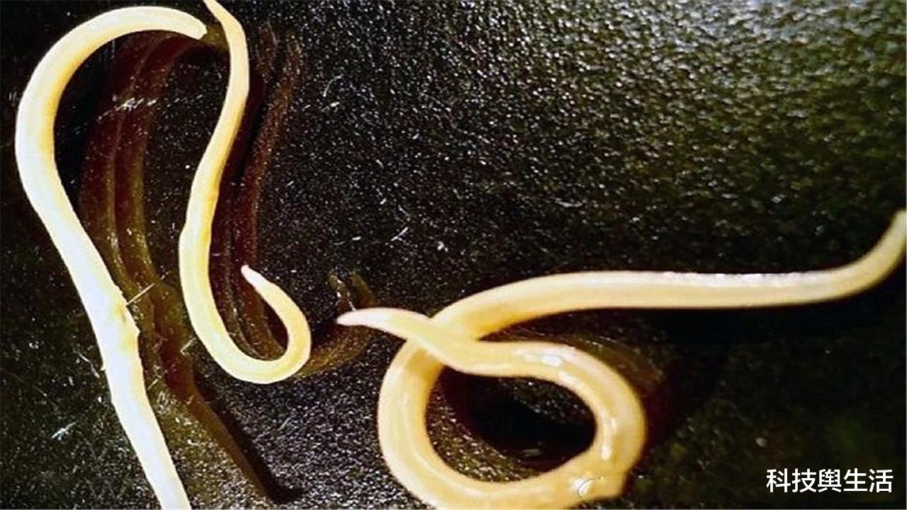 科学家|疯狂科学家为抗老，为自己注射350万年前病菌，如今怎么样了？