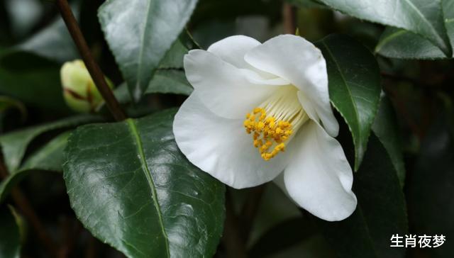 『生肖』4月下旬,桃花怒放,枯木重生,3生肖与前任恩怨消减,复合在即