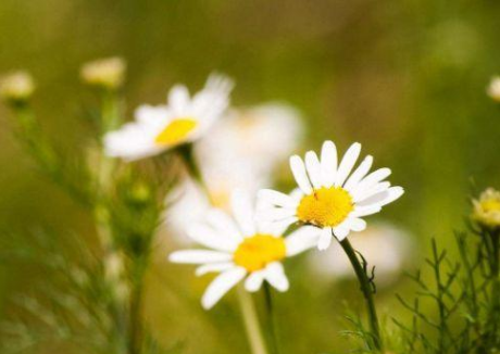 生肖▲5月开始桃花朵朵遇真爱，意外之财数不胜数的生肖，事事顺利美满