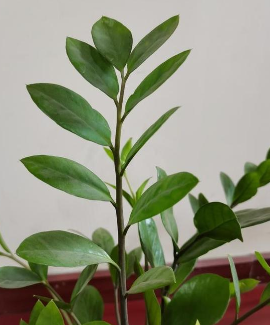 |办公室适合养什么花卉?