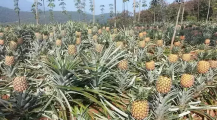 「水果」世界上最难剥的四种水果,网友:这难道不是石头吗?