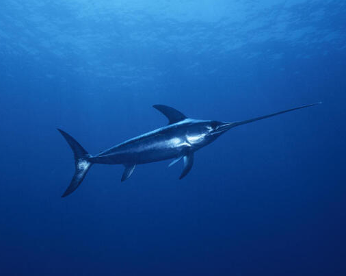 旗鱼@大自然中，旗鱼和剑鱼就像双胞胎一样，如果它们在水下对打，剑鱼完胜旗鱼！