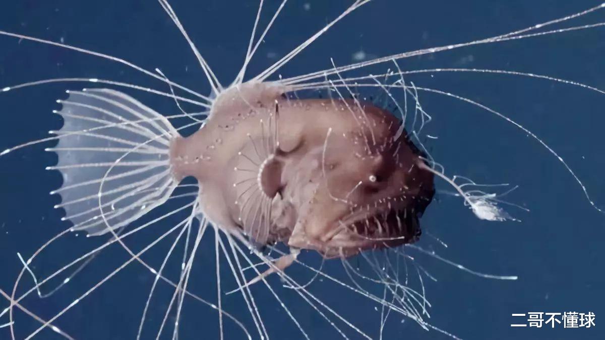 响尾蛇|地球上的动物交配时间最长会持续多久?8小时?14小时?一天?