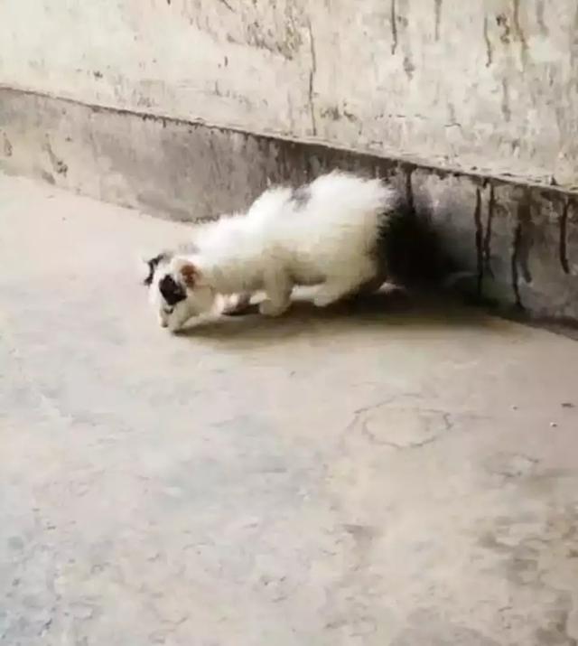 流浪猫一家被恶狗围堵，猫妈妈为了保护孩子做出的举动让人泪目