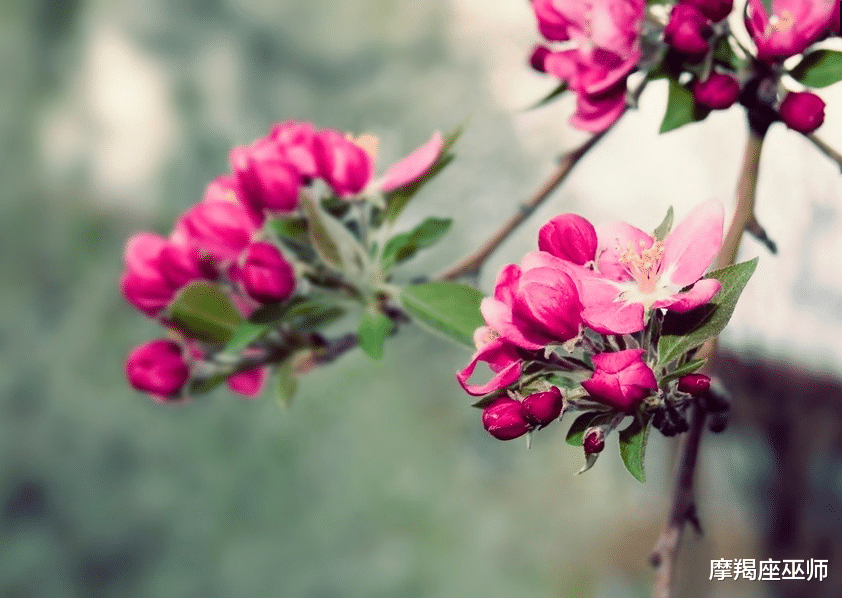 属兔|这几个星座再次邂逅良缘，11月不忘复合，喜鹊送喜，爱神眷顾