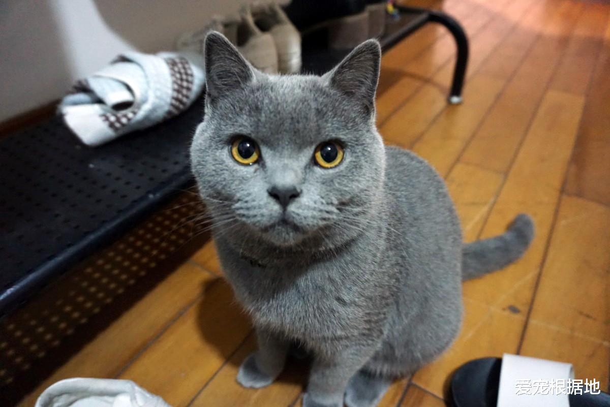 品种猫竟被弃养？蓝猫被丢停车场，弃养原因竟是小毛病