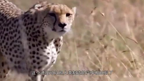 老虎|人类为什么一般只吃食草动物的肉不吃食肉动物的肉？