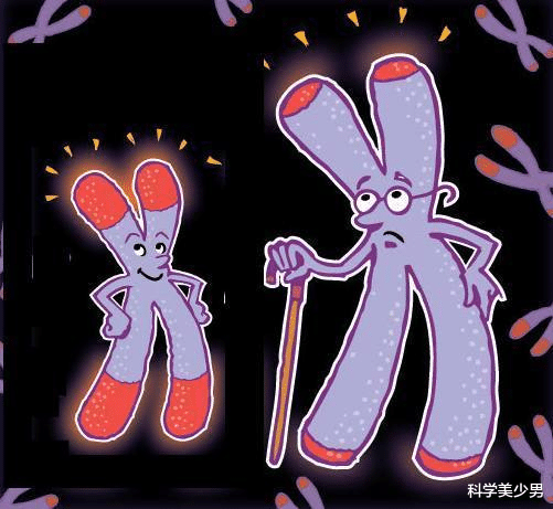 蝙蝠|为什么男性寿命更短,是什么限制了人类寿命?