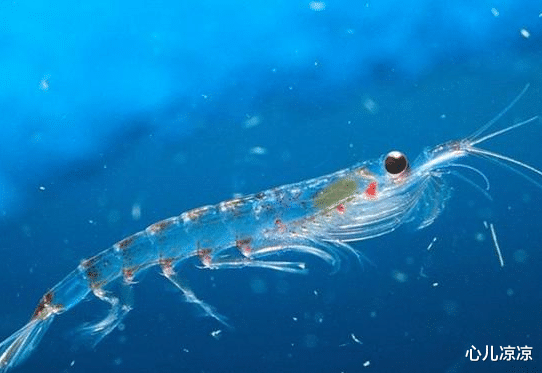 「」磷虾每年被吃掉约2亿吨, 为什么至今还没有灭绝? 网友: 真可怕