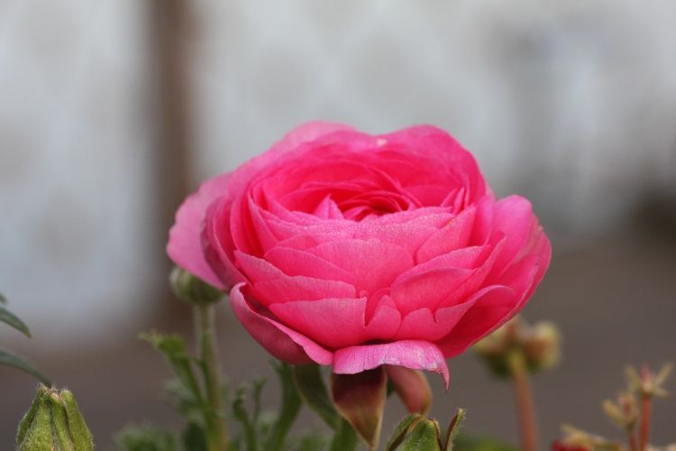 运势|9月1号运势飙升，真爱找上门，财神重点关照，财情同收的4大生肖