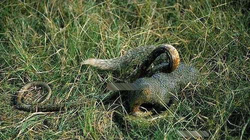 「毒蛇」地球上敢吃蛇的动物，也就巴掌大，征服眼镜蛇王不用5分钟？