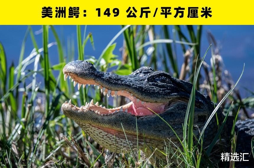 鳄鱼|动物咬合力哪家强?盘点世界上咬合力最强的16种动物