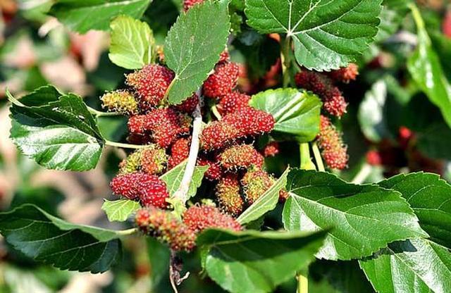 [高血压]6种食物专门“降血压”，每天换着吃，稳定血压，身体更健康