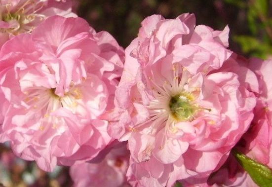 运势|未来7天，运势逆袭，横财不断，4属相财旺桃花旺，日子一旺百旺