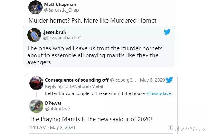 ##遇到克星了?大虎头蜂猝不及防,被螳螂秒杀、吃得只剩残肢!