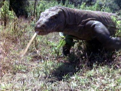 |报废了九把刀才切开它的皮 几乎全是瘦肉, 没有任何脂肪