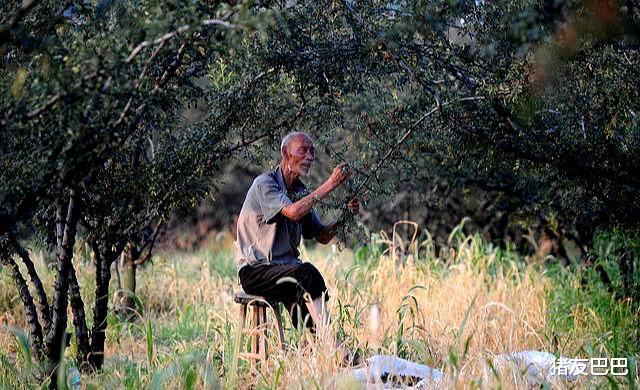 猪友巴巴|3年才出土，1只不足5克肉，72%蛋白含量，市场70元一斤，不让吃了