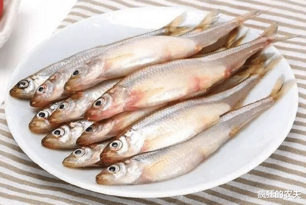 黄瓜|此鱼一年一死，体长不足15CM，自带黄瓜香味，却常被误认成小杂鱼