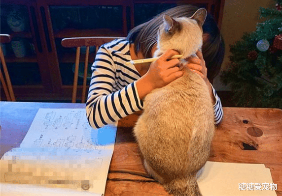 猫咪试图阻止小主人写作业，最后却被她给打败了，猫：谁还不是个宝宝