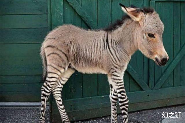 【隔离】自然法则不可违背,强行干预“生殖隔离”,或为生命不可承受之重