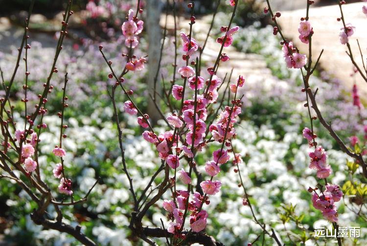 远山墨雨 阳光正好、花儿正开，去昆明黑龙潭公园 “龙泉探梅”，正当时