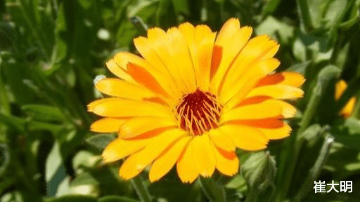 「生肖」7月开始再穷也能富，好运接不完，事业一路高升的四大生肖