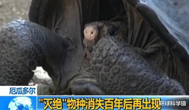 科学家|消失100多年!“金刚狼”重返美国北方,为何灭绝生物重现地球?