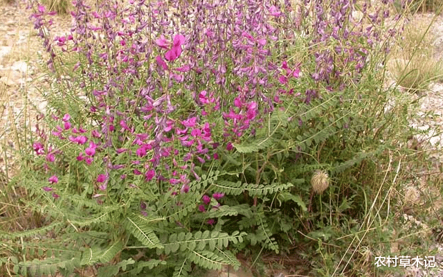 「肝脏」若采挖此物，请适可而止，别过度，野生120元一斤